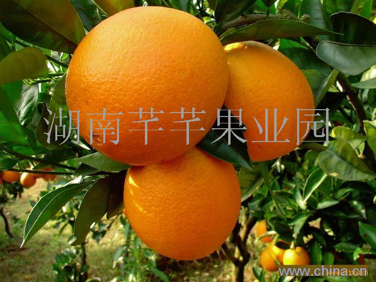 郴州脐橙-中国 湖南郴州-芊芊脐橙