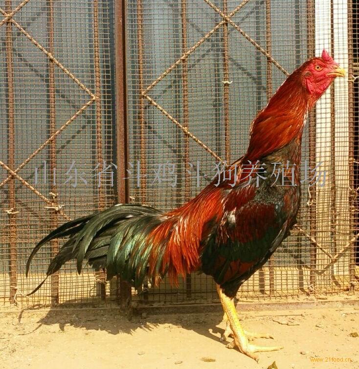 肉用斗鸡二十四年银币帆船图片