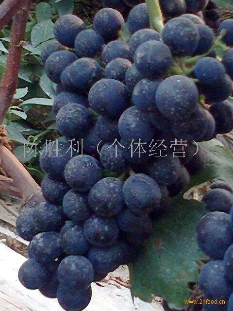 夏黑葡萄-中国 江苏徐州