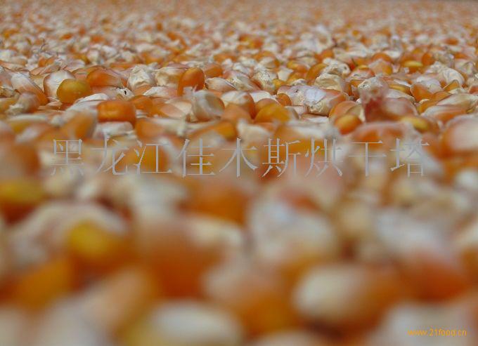 供应2009新玉米国家标准粮 (黑龙江 佳木斯)商