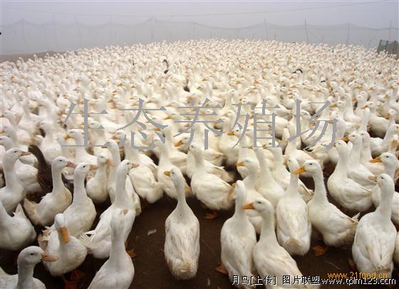 肉鸭,肉鸭(中国+福建漳州)-生态养殖场