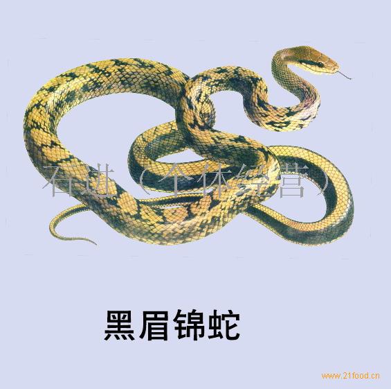 蛇类-中国+重庆重庆-天然养殖