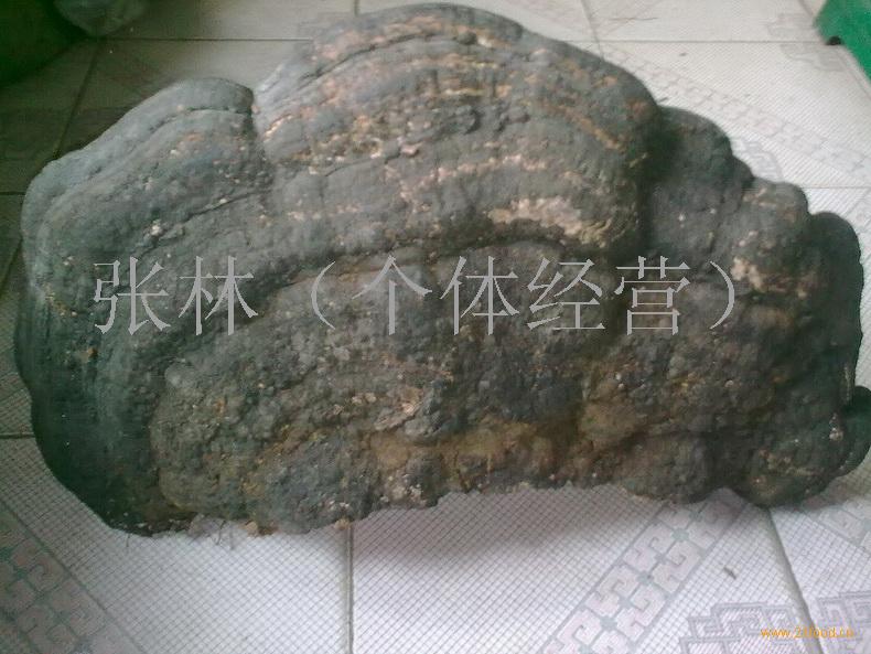 野生树舌平盖灵芝价格