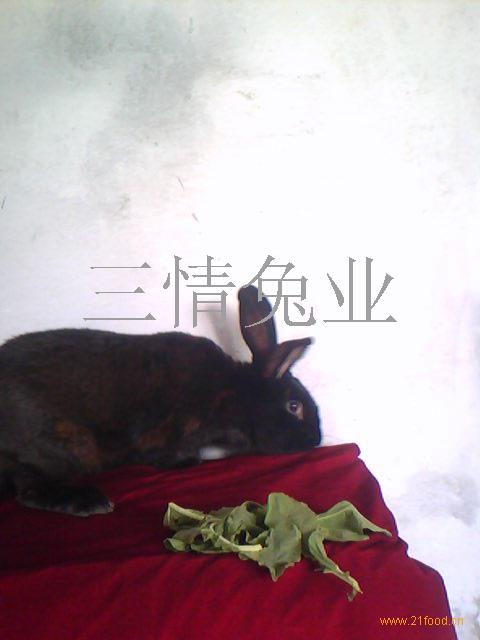 供应中华黑兔