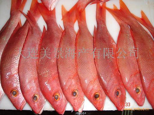 墨西哥红鲷鱼,红鲷鱼(墨西哥)-青岛文氏水产食