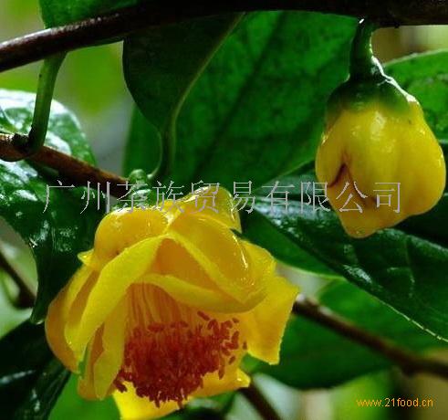 国宝金花茶