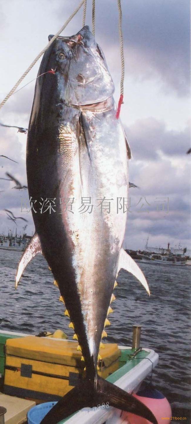 金枪鱼