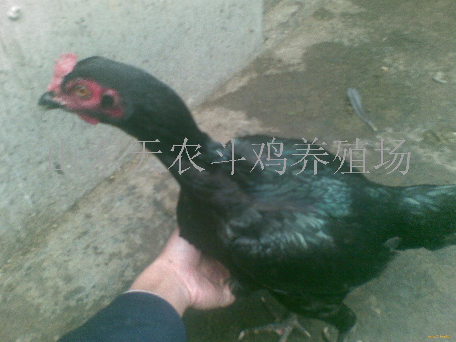 越南斗鸡,斗鸡,斗鸡苗,越南斗鸡(中国 山东济宁