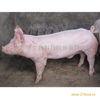 船舶小公猪视频大白图片