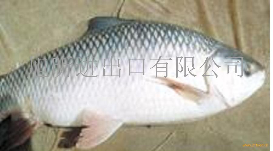 苏丹鱼