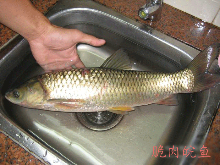 脆肉皖鱼,皖鱼(中国 福建泉州)-南山脆鱼馆