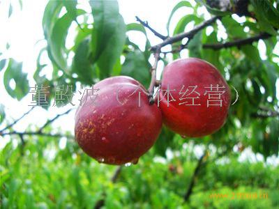 供应东北水果+(辽宁+葫芦岛)