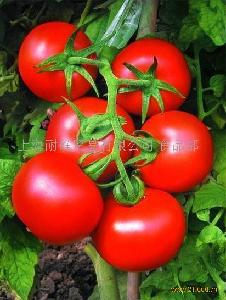天然番茄红素-中国 浙江新昌-新昌制药