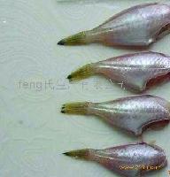 洋鱼-中国 广东阳江-海洋鱼类。虾类