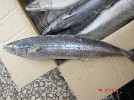 威海水产品批发市场马鲛鱼