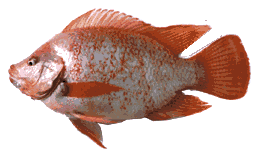 ޷