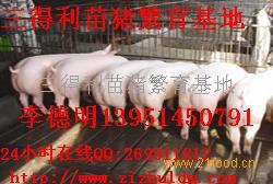 三得利仔猪 苗猪 三得利苗猪繁育基地 内三元 外三元 大约...