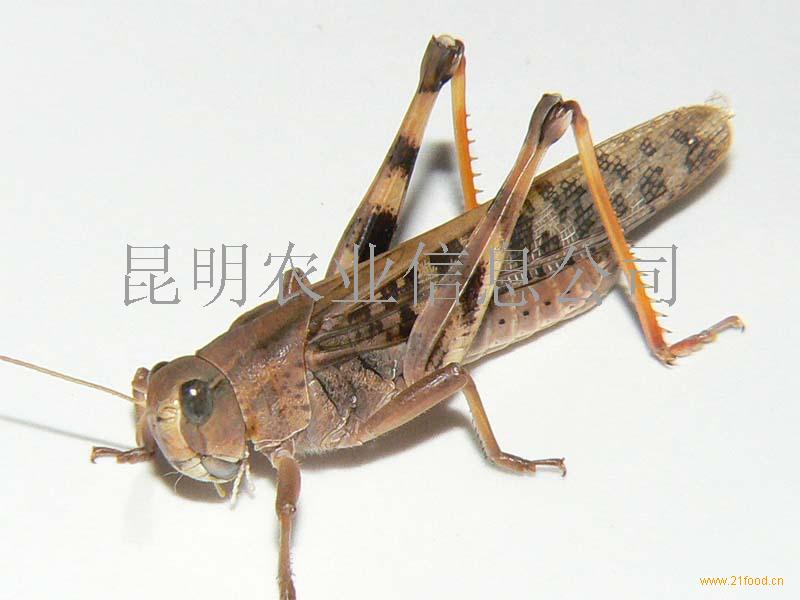 蝗虫
