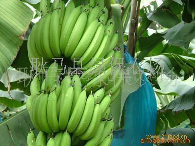 香蕉-云南省临沧市耿马县孟定-绿保牌香蕉