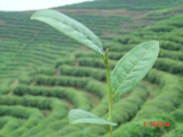 在线留言 贵州省余庆县苦丁茶
