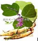 葛根提取物天然*
