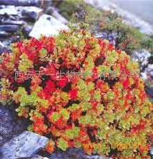 红景天甙红景天提取物