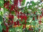 五味子提取物