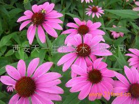 紫锥菊提取物Echinacea P.E.