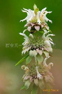 蜜蜂花提取物