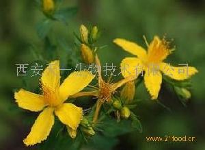 贯叶连翘提取物