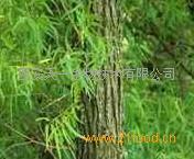 白柳皮提取物水杨甙