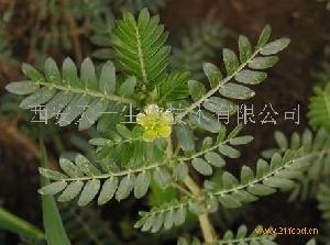 刺蒺藜提取物