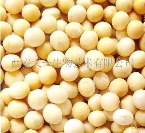 大豆异黄酮 soybean